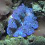 corals inverts - tridacna crocea - crocea clam stocking in 125 gallons tank - .