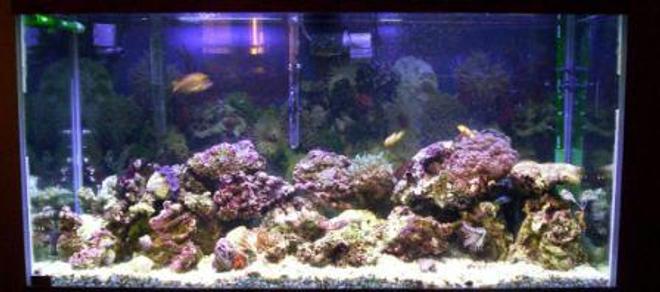90 gallons reef tank (mostly live coral and fish) - 90 gal reef tank, eheim professional II filter. Protein Skimmer, Uv Light, Several Power Heads