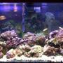 90 gallons reef tank (mostly live coral and fish) - 90 gal reef tank, eheim professional II filter. Protein Skimmer, Uv Light, Several Power Heads