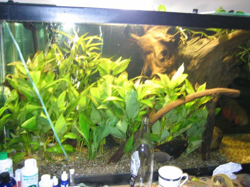 Rated #1964: 90 Gallons Planted Tank - South American.