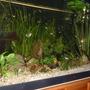 planted tank (mostly live plants and fish) - 400 litre planted community tank