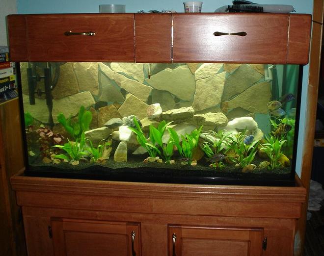 90 gallons planted tank (mostly live plants and fish) - 48"x18"x24".  Custom built stand and canopy, 192watts T8 lighting.  Background is real slate siliconed in place.  A Wide variety of very colourful African Cichlids (Super Red Empress, O. Lithobates, Aulonocara Baenshi, Lemon Yellow Jake, Labeotropheus, Cynotilapia Afra).  Filtration is via three canister filters, one with a surface skimmer.  Although not technically dedicated to plants, it also houses some beautiful Giant Hygro, Amazon Swords, and Red Hygro.  Total Stock is currently 18 fish.