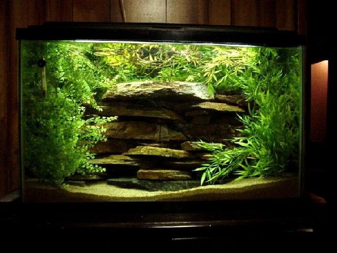 29 gallons planted tank (mostly live plants and fish) - 29 gall chichlid tank
