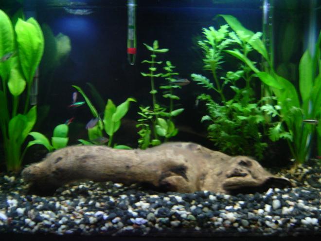 10 gallons freshwater fish tank (mostly fish and non-living decorations) - 10 gal fresh