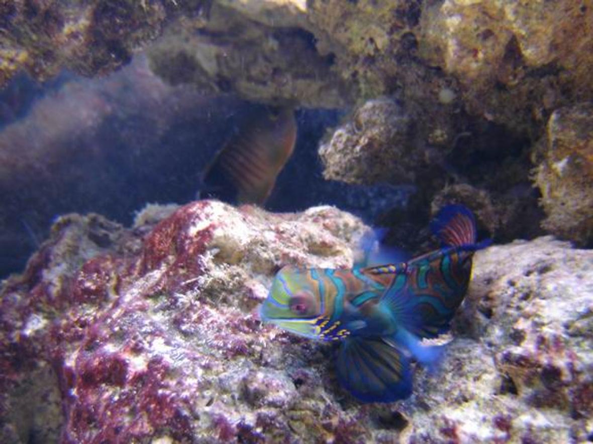 saltwater fish - synchiropus splendidus - green mandarin stocking in 125 gallons tank - manderian
