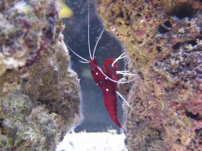 corals inverts - lysmata debelius - blood red fire shrimp stocking in 125 gallons tank - blood red shrimp