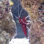 corals inverts - lysmata debelius - blood red fire shrimp stocking in 125 gallons tank - blood red shrimp