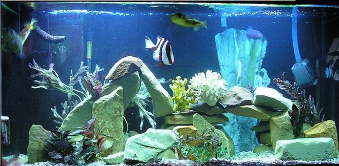 110 gallons saltwater fish tank (mostly fish, little/no live coral) - NEW TANK PIC