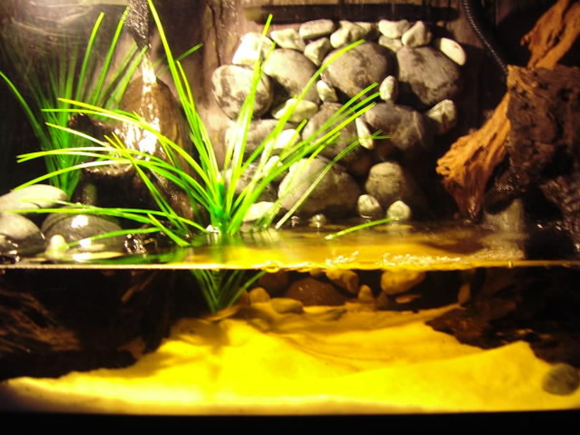 50 gallons planted tank (mostly live plants and fish) - River Bank