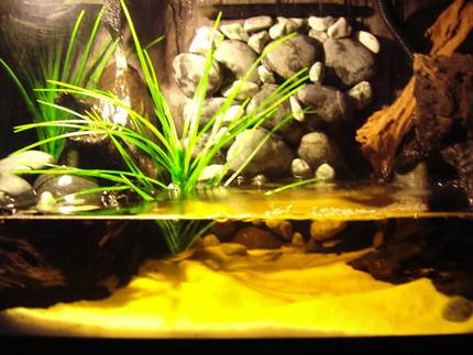 50 gallons planted tank (mostly live plants and fish) - River Bank
