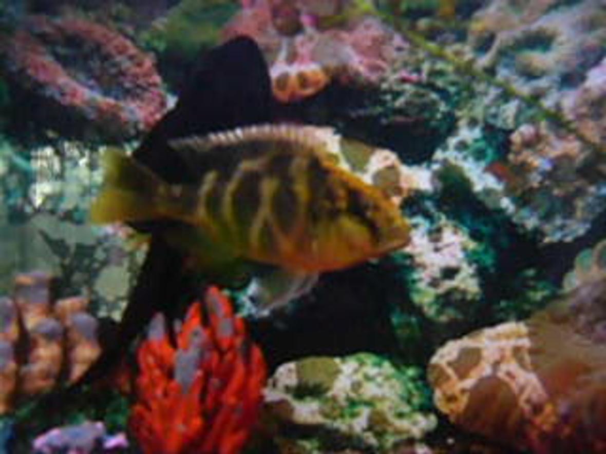 freshwater fish - neolamprologus cylyndricus - cylindricus cichlid stocking in 25 gallons tank - My favourite ciclid a giraffehead ciclid with a giant placo in the background