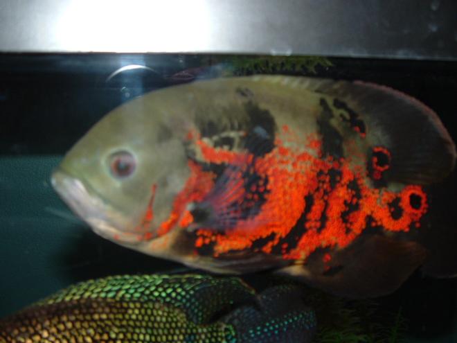 freshwater fish - astronotus ocellatus - tiger oscar stocking in 125 gallons tank - My Tiger Oscar