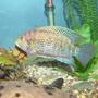 freshwater fish - nandopsis octofasciatum - jack dempsy stocking in 125 gallons tank - My Jack Dempsy