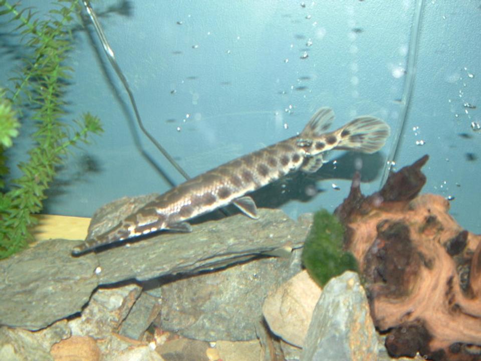 freshwater fish - lepisosteus oculatus - spotted gar stocking in 125 gallons tank - My Spotted Gar