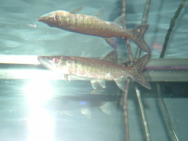 freshwater fish - hydrocynus vittatus - african tiger fish stocking in 125 gallons tank - My new African Tiger Fish
