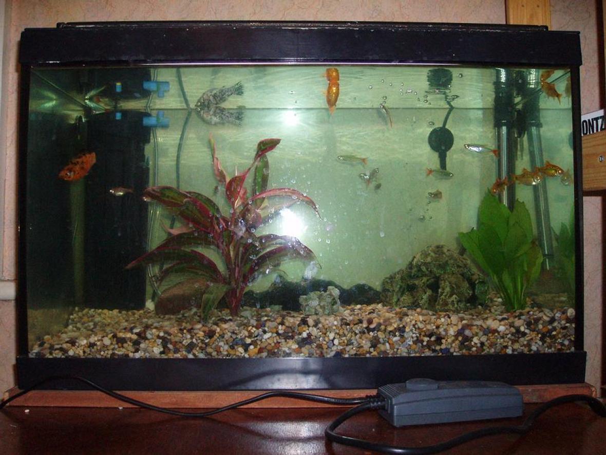 12 gallons freshwater fish tank (mostly fish and non-living decorations) - My first tank - These fish were rescued from a friend who's tank burst. Before I took them home they were lodging in his bathroom washbasin!