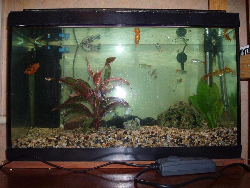 Rated #4200: 12 Gallons Freshwater Fish Tank - My first tank - These fish were rescued from a friend who's tank burst. Before I took them home they were lodging in his bathroom washbasin!