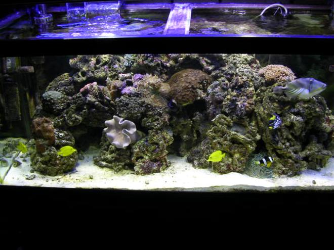 75 gallons reef tank (mostly live coral and fish) - 75 gal
fish clown trigger picasso trigger undilated trigger clown 3 yellow tangs lawnmower blenie 1 large hermet crab

corals 20 red mushrooms 4 large green mushrooms 2 toadstool leather zoo coral moon coral hammer coral brain coral 

next upgrade overflow and sump