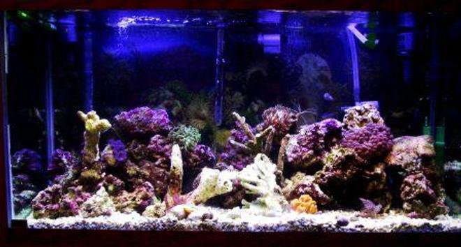90 gallons reef tank (mostly live coral and fish) - 90 gal reef tank, 320 watt 50/50 Smart Lite System, eheim professional II filter. Protein Skimmer, Uv Light, Several Power Heads 11-14-05