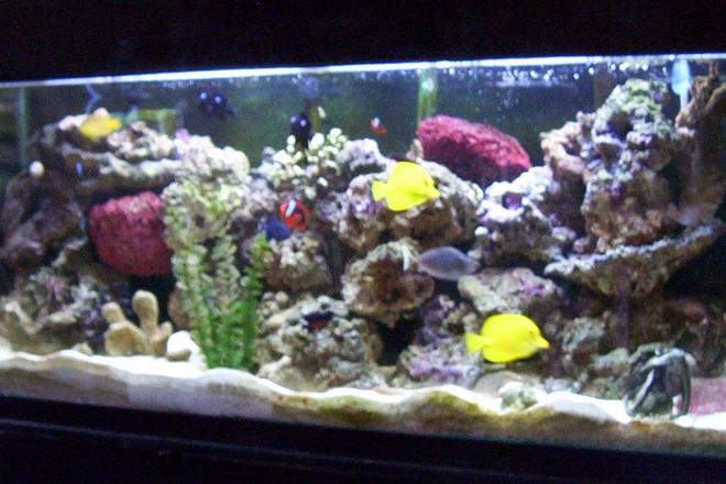 55 gallons reef tank (mostly live coral and fish) - It all started with a classified add on craigslist