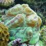 corals inverts - trachyphyllia radiata - brain coral stocking in 155 gallons tank - brain and polyps