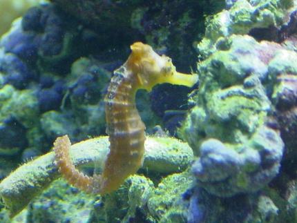 saltwater fish - hippocampus reidi - brazilian reidi seahorse stocking in 155 gallons tank - sea horse
