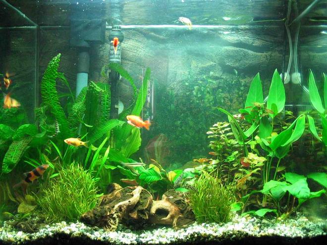 25 gallons planted tank (mostly live plants and fish) - Planted 25g tall 
2x36 watt pc flourecent  = 72 watt total
co2 injection (homemade-yeast generated) (still adjusting setup to obtain optimal levels)
substrate: eco-complete w/ gravel
newly planted and not-totaly established yet