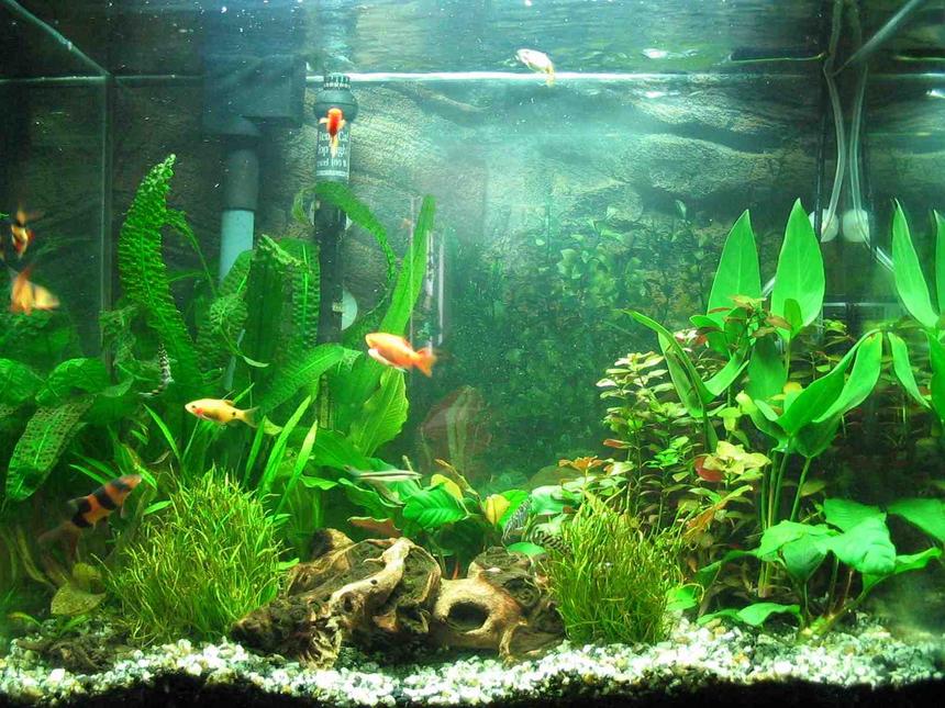 Rated #1420: 25 Gallons Planted Tank - Planted 25g tall 
2x36 watt pc flourecent  = 72 watt total
co2 injection (homemade-yeast generated) (still adjusting setup to obtain optimal levels)
substrate: eco-complete w/ gravel
newly planted and not-totaly established yet