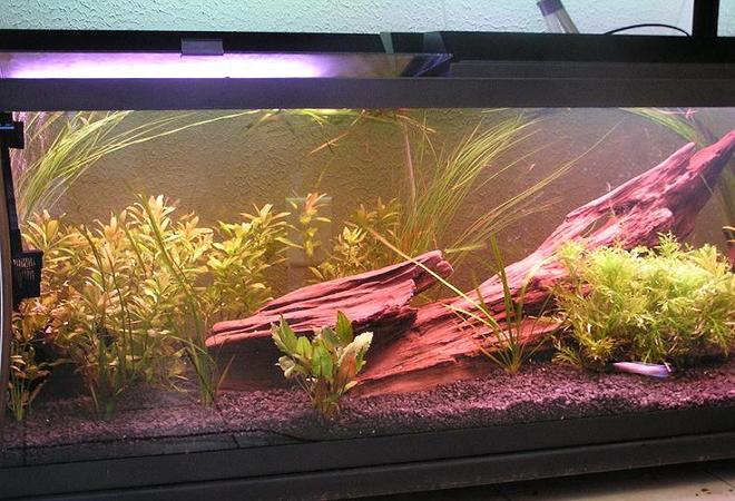 75 gallons planted tank (mostly live plants and fish) - 75 gallon with water wisteria, hygro, moss ball, hairgrass.  Fish at the time of this pic are 1 albino angelfish and 1 female betta.