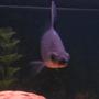 freshwater fish - balantiocheilus melanopterus - bala shark stocking in 55 gallons tank - bala shark