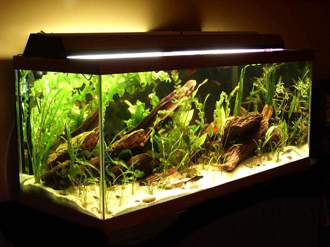 planted tank (mostly live plants and fish) - my 75 gallon
