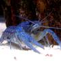 corals inverts - cherax sp. - blue knight lobster - "blue lobster"
