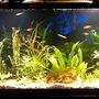 55 gallons planted tank (mostly live plants and fish) - Some plants, 4 Angelfish, 6 redeye tetras, 5 zebra danios, 1 three spot gourami, 1 CAE Plants include: Sword, wisteria, banana plant, Naja, java fern, java moss, a few misc.