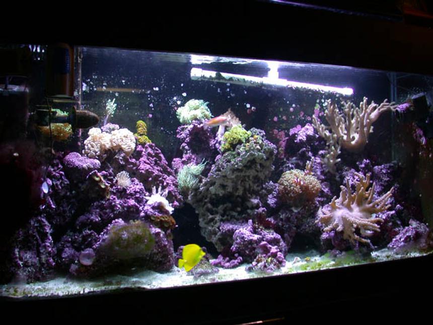 Rated #505: 100 Gallons Reef Tank - My tank, I suck at taking pictures.