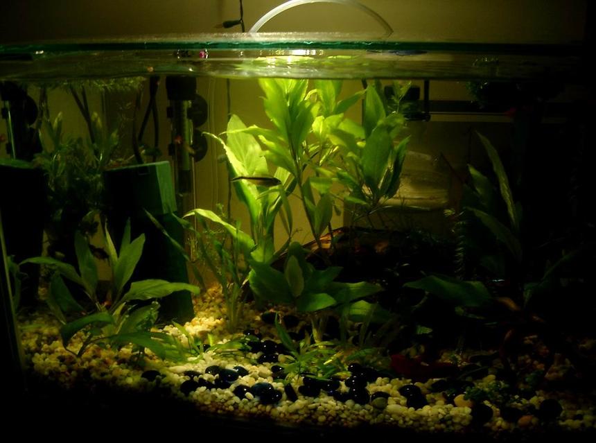 Rated #1939: 40 Gallons Planted Tank - My 2ft Betta tank.