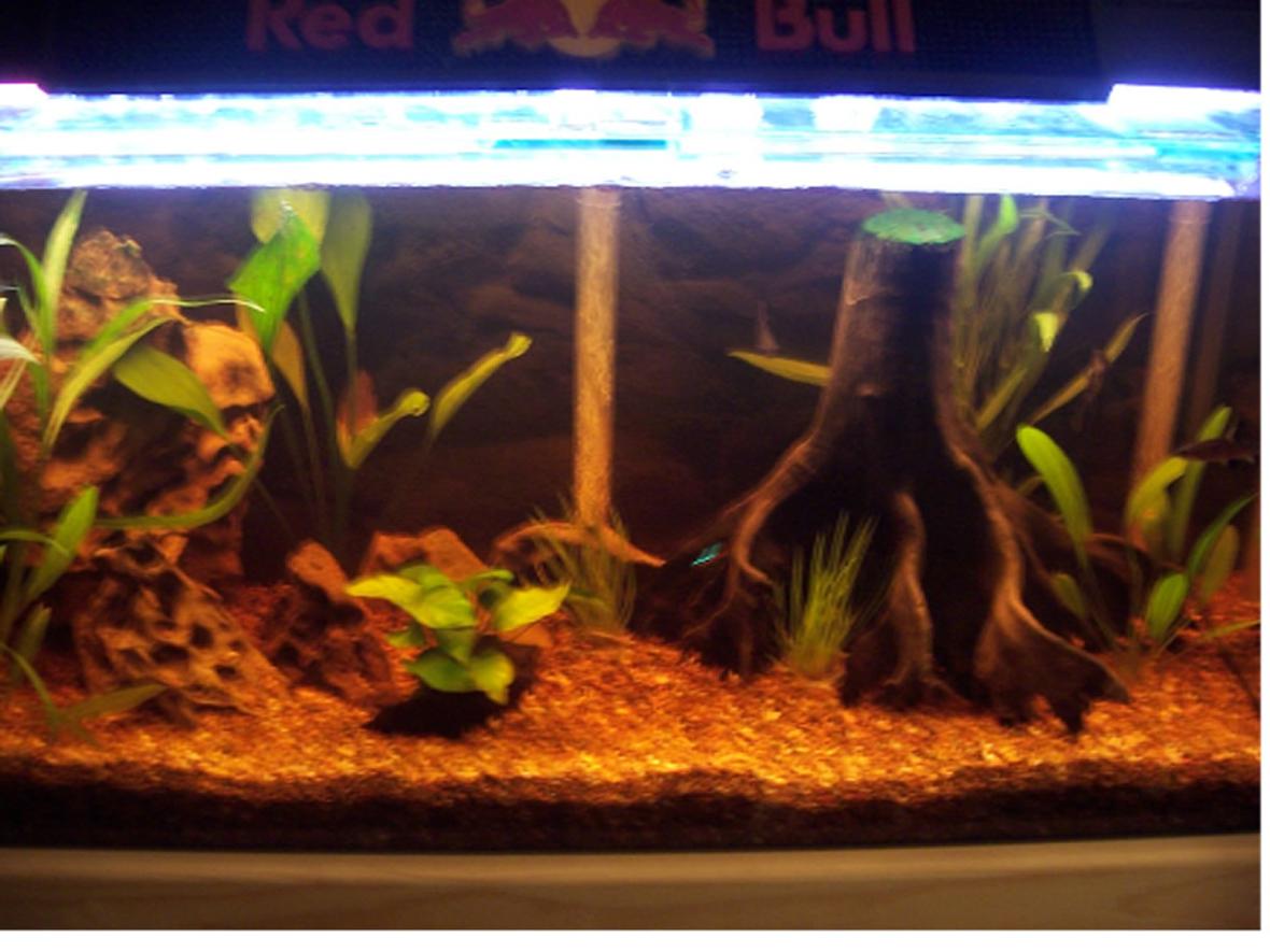 33 gallons planted tank (mostly live plants and fish) - 3 Foot Tropical Tank. Large drift wood and lots of plants, Bamboo, Sword plant and rocks. Amazon look. Heater and under gravel filter. 2x Bala Sharks, 3xAngels, Swords, neons, 2xClown Loaches & 2x . More to come as this is a new set up