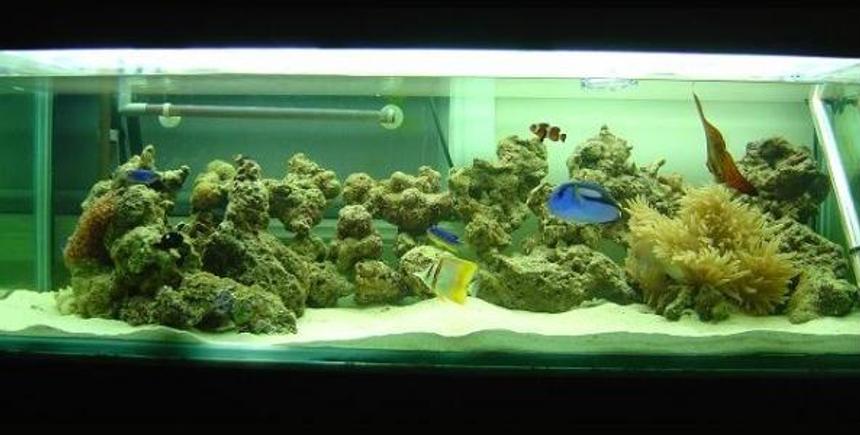 Rated #229: Saltwater Fish Tank - Front shot