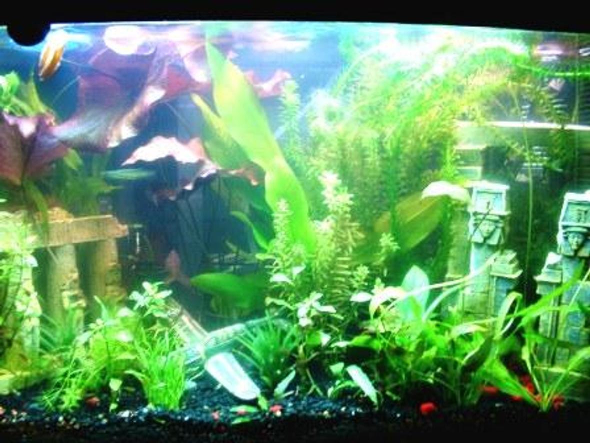 29 gallons planted tank (mostly live plants and fish) - This is my first tank. Sorry for the pic quality. I can't seem to take a decent pic to save my life. LOL