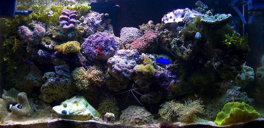 Rated #517: 40 Gallons Reef Tank - My 40 gal Tank eve stage (only175w mh on, sorry for the closed polyps)