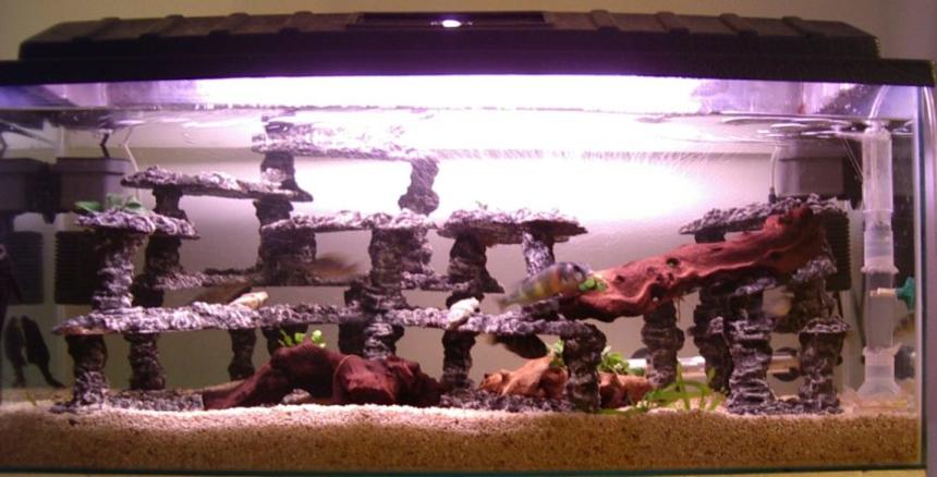 Rated #2576: 30 Gallons Freshwater Fish Tank - This tank was set up from scratch 7 months ago. The fish seem to like it as they started breeding two months afterwards. The only problem I have at present, is that the dominant male is running the other fish ragged during spawing time. I currenty have one female holding at present