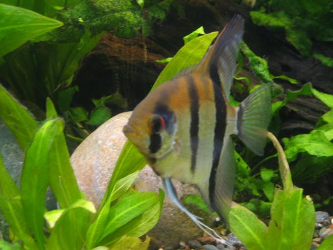 freshwater fish - pterophyllum sp. - angel stocking in 55 gallons tank - angle