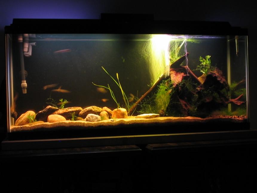 Rated #2224: 55 Gallons Freshwater Fish Tank - Fluval 304
50 watts of light
Sand Substrate
Crystal Wort, Java Fern
30 lbs of Malaysian Driftwood

Fish Include:

-3 Pictus Cats (Peruvian)
-2 Weather Loaches (One Silver; One Gold)
-1 Farlowella Catfish
-5 Brilliant Rasboras
-1 Horsefaced Loach
-2 Bloodfin Tetras
-1 Marbled Hatchetfish
-2 Mystery Snails