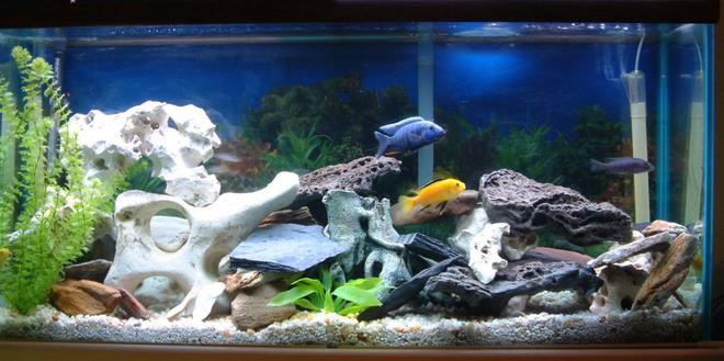 55 gallons freshwater fish tank (mostly fish and non-living decorations) - 55 Gallon tank with under-gravel filteration, Aqua Clear 300 filter, single tube strip lighting, 100W heater. Fake plants, real rocks. 20% water change every 4 weeks.