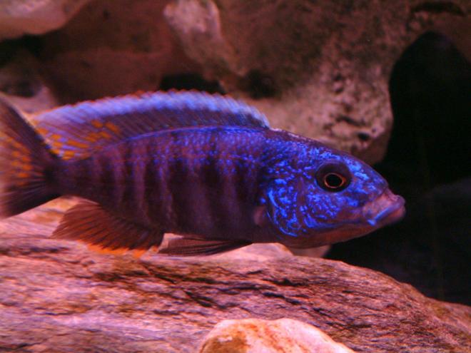 freshwater fish - sciaenochromis fryeri - electric blue hap stocking in 55 gallons tank - Yawning Haplochromis Ahli