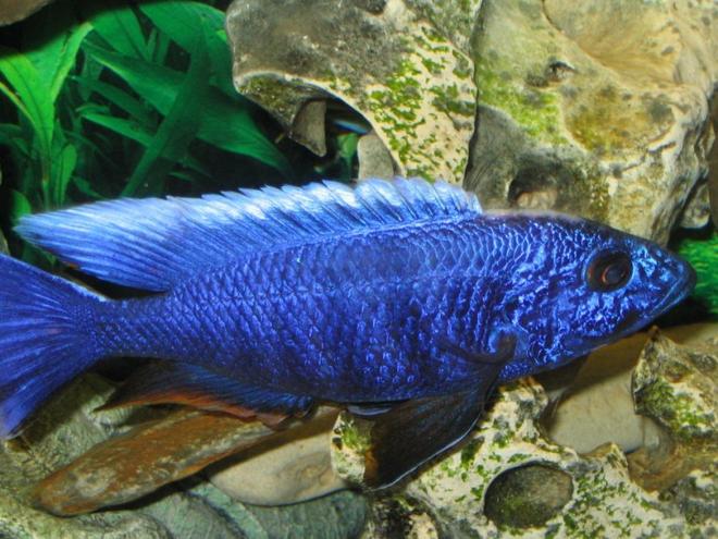 freshwater fish - sciaenochromis fryeri - electric blue hap stocking in 55 gallons tank - An African Cichlid -Haplochromis Ahli close up shot.