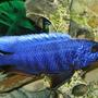 freshwater fish - sciaenochromis fryeri - electric blue hap stocking in 55 gallons tank - An African Cichlid -Haplochromis Ahli close up shot.