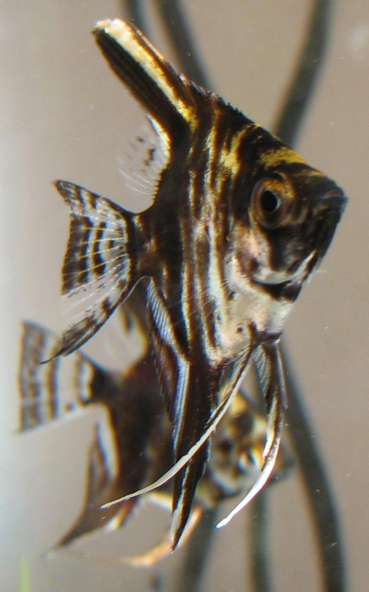 freshwater fish - pterophyllum sp. - angel stocking in 18 gallons tank - Baby Angel