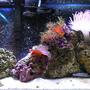 10 gallons reef tank (mostly live coral and fish) - Nov 24, 2005 9 months maturity