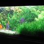 90 gallons planted tank (mostly live plants and fish) - A bit over grown