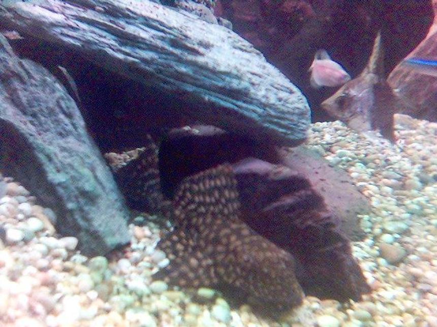 Rated #2294: Freshwater Fish - Leporacanthicus Galazias - Tooth-nose Pleco (l-07a) Stocking In 60 Gallons Tank - my fish